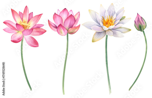 A set of pink and white lotus flowers on an isolated background. The watercolor illustration is hand-drawn. Delicate water lilies for spa, zen design. Clipart for printing postcards.