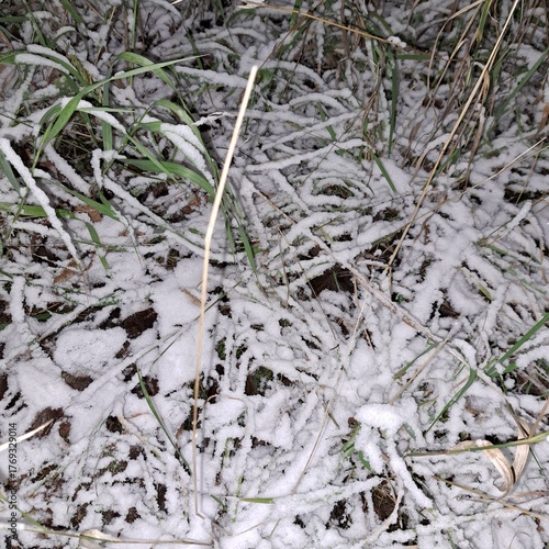 frost on the grass