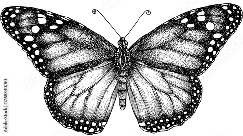 Detailed black and white butterfly illustration in vintage engraving style, hand-drawn and isolated on a clean white background.