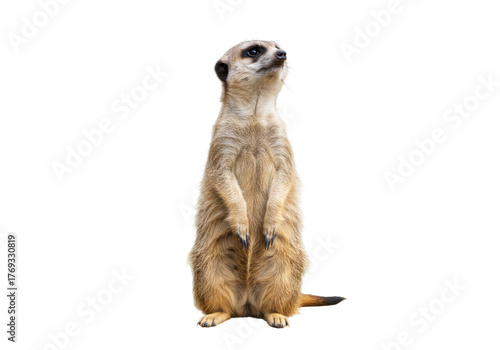 Foto Isolated meerkat standing alert, looking up attentively, watching with curiosity