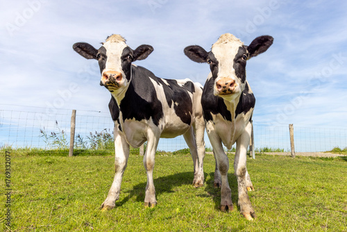 Two cows young heifer, authentic black and white, milker cattle, pink nose, in front of  a blue sky