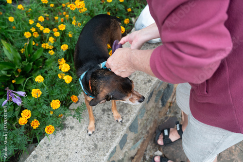 Woman combing a miniature pinscher outdoor.