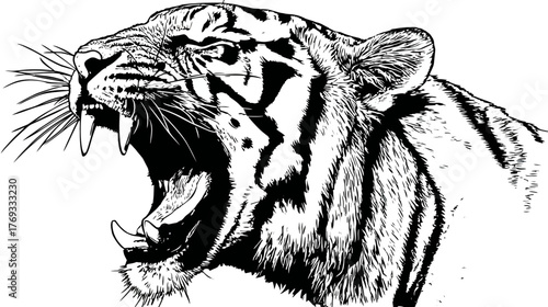 Powerful roaring tiger head illustration with open mouth and sharp fangs, aggressive wild animal in detailed black and white drawing style