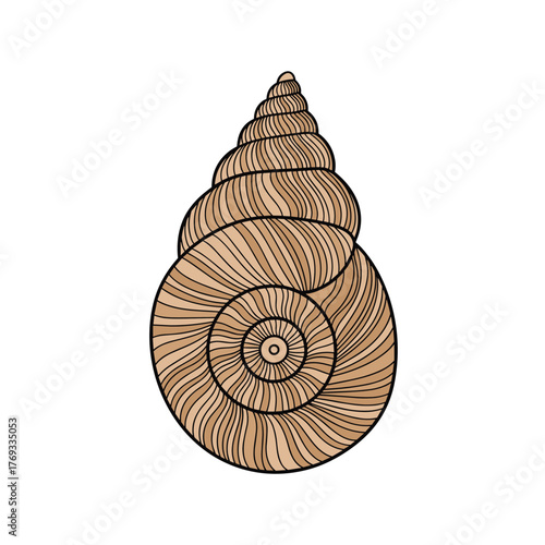 Illustration of a spiral seashell with intricate lines in shades of brown and beige.