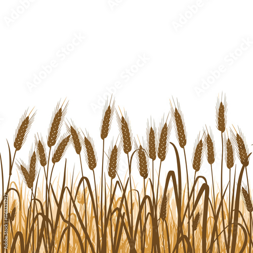 A field of ripe wheat stalks in shades of brown against a white background.