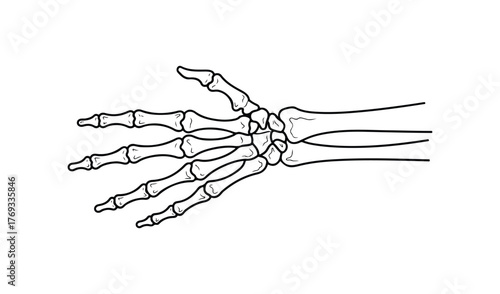 Detailed black and white line drawing of a human hand skeleton