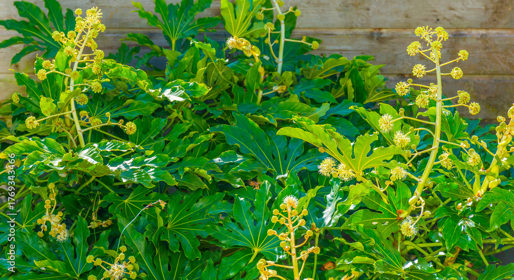 Εκτύπωση καμβά Common wasp between flowers in a green colored plant of a garden in autumn, Octo