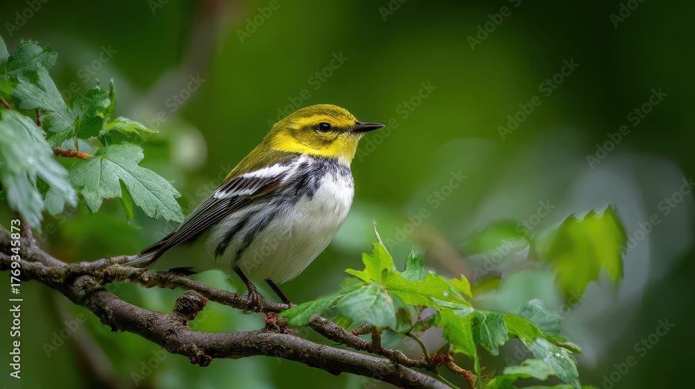 Fototapeta premium A Stunning Black-Throated Green Warbler Posing Gracefully on a Tree Branch Against a Grey and White Backdrop