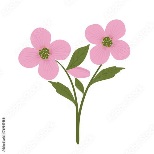 Hellebore flower. Amazing spring and winter plant with pink petals. Lenten rose isolated on white background. Hand drawn Cold-resistant blooming floral plant. Colored flat vector illustration