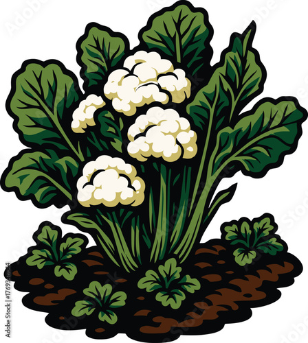 Cauliflower plant growing in fertile soil symbolizing organic farming and healthy vegetables