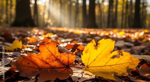 Close up photo of autumn maple leaves yellow orange scattered on the ground with one prominent maple leaf seen against the forest background and the sun shining down on it