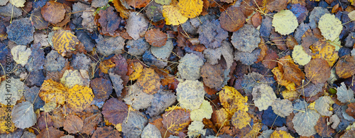A carpet of fallen autumn aspen leaves. Some are yellow and some are dark, partially rotted. Panorama. Background.