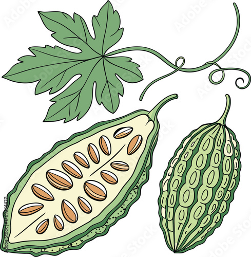 bitter gourd vector art