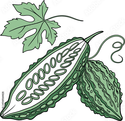 bitter gourd vector art