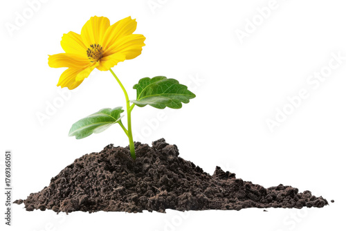 Single yellow flower in dark soil pile on transparent background