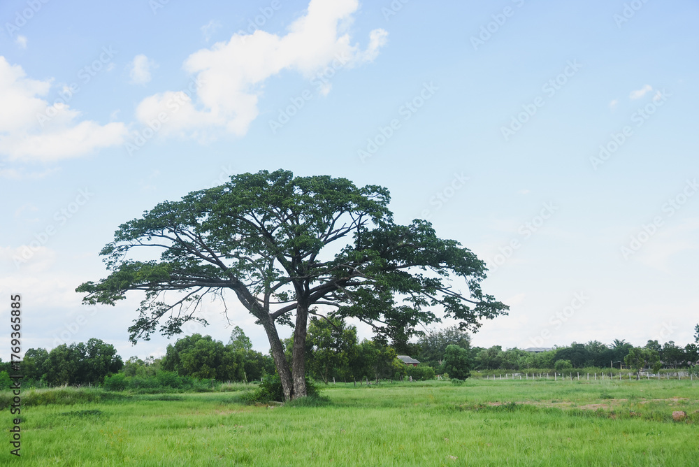 Obraz premium A large tree with a dense and wide green canopy stands out. The tree stands amidst a vast green meadow.