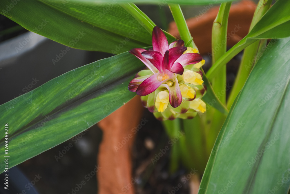 Fototapeta premium Vibrant pink and yellow curcuma flower nestled among green leaves.
