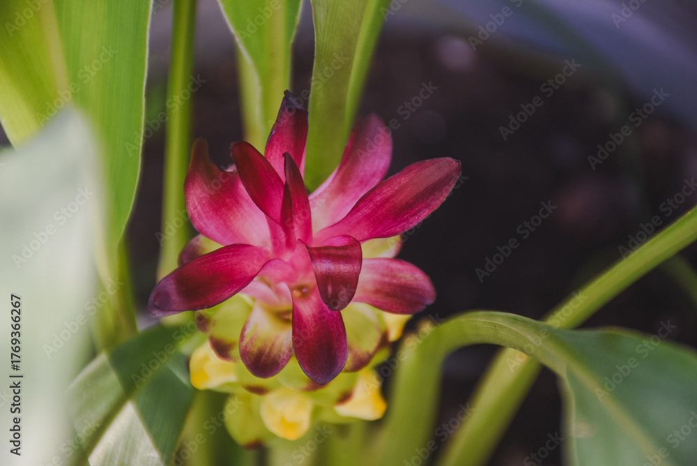 Fototapeta premium Vibrant pink and yellow curcuma flower nestled among green leaves.