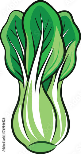 bok choy vector art 