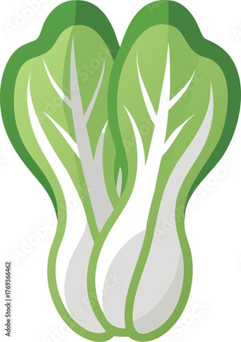 bok choy vector art 
