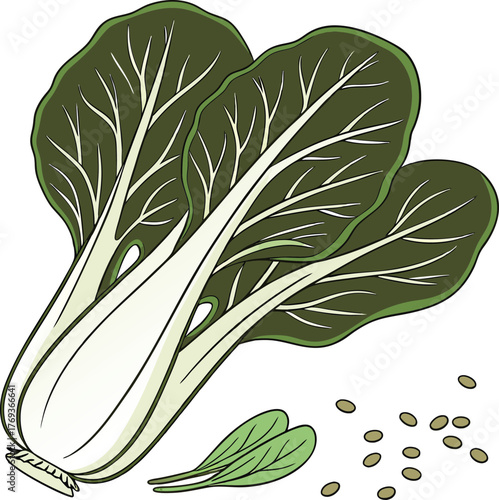 bok choy vector art 