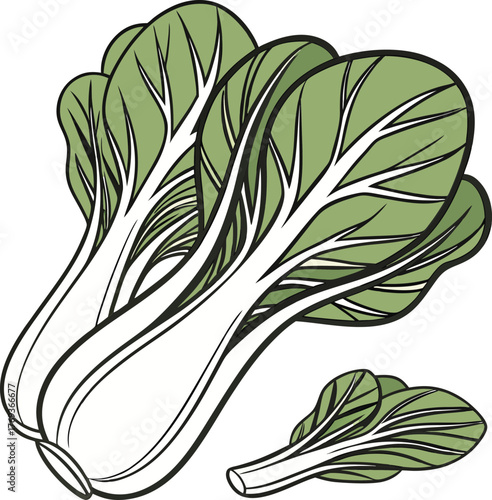 bok choy vector art 