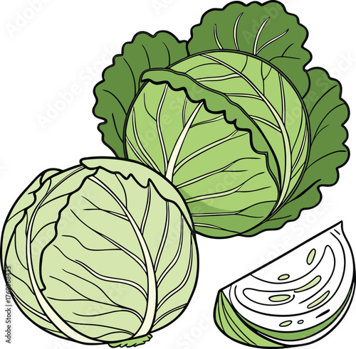 cabbage vector art with white background