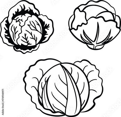 cabbage vector art with white background