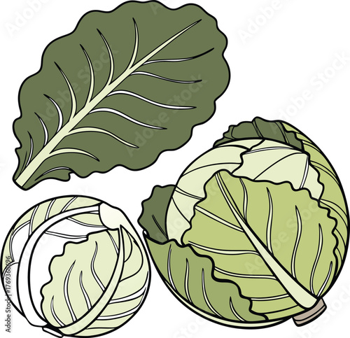 cabbage vector art with white background