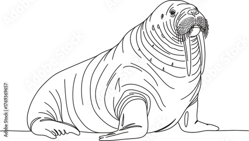 Walrus line art drawing vector illustration marine mammal art