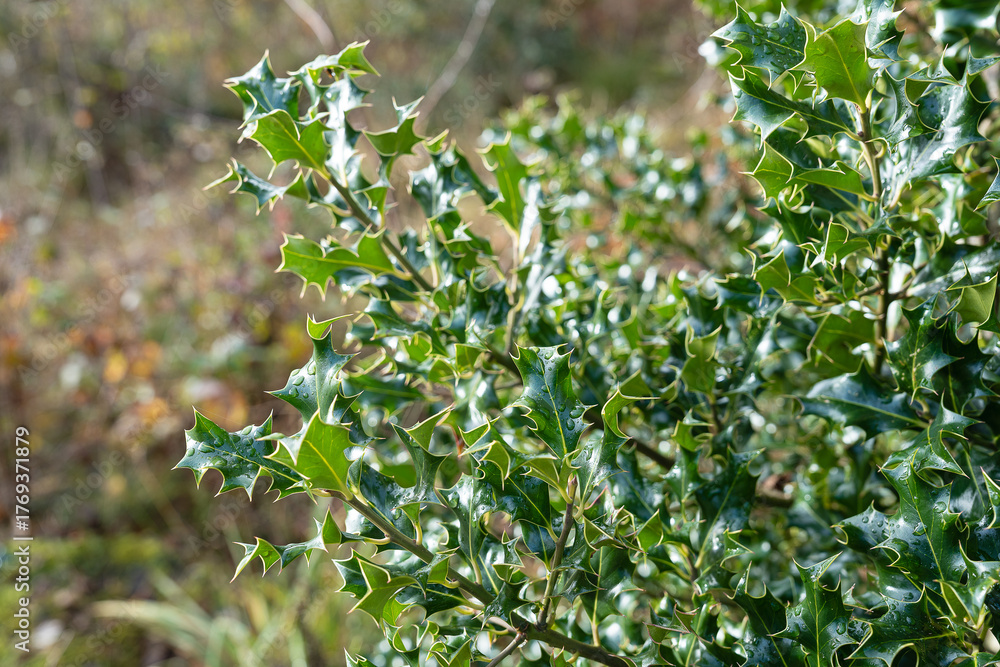 Fototapeta premium Detailed close-up of shiny holly leaves with sharp edges and natural green color, symbol of Christmas and winter season.