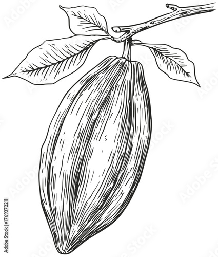 Cacao pod illustration