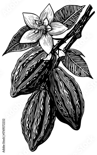 Cacao pods with flower illustration