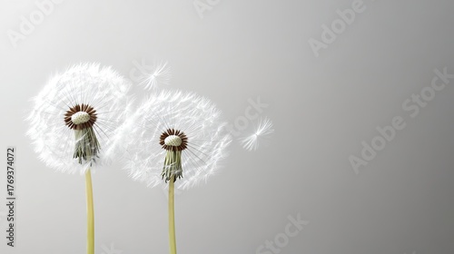 Wallpaper Mural Dandelion seeds blowing in autumn wind, soft focus with light gray background, showing dynamic sense, suitable for natural materials, decorative paintings and fresh-themed designs. Torontodigital.ca