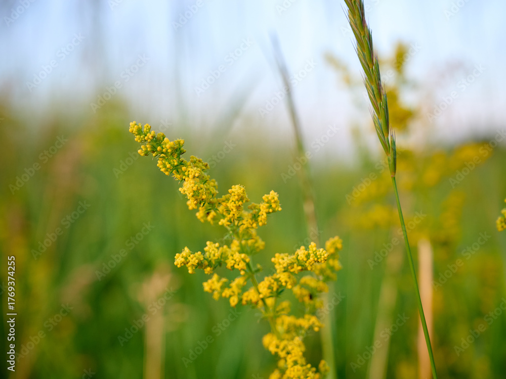 Obraz premium Closeup yellow flowers of lady's bedstraw (Galium verum).