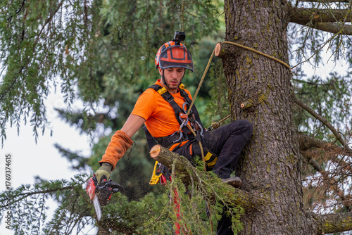Arborist working at height, safely pruning tree branches with a chainsaw, professional forestry worker