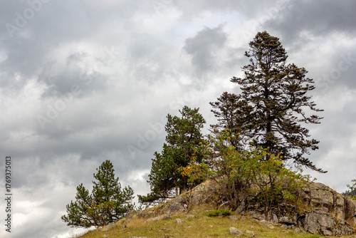 Set of three pines on a stone with a stormy sky in the background