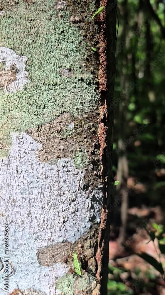 Um trieiro de formigas caminhando em um tronco de árvore com musgo.
