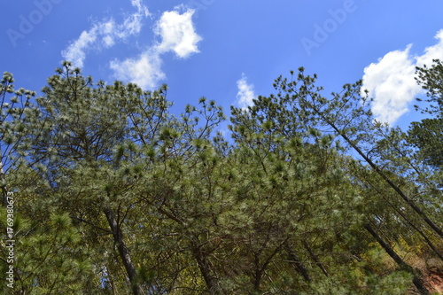 Natureza com árvores e céu