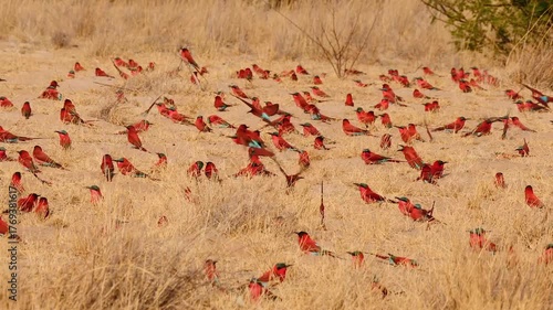 carmine bee-eater ground-breeding colony at their nesting place 377