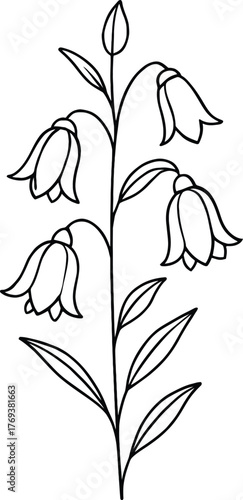 Graceful floral line art of nodding bells flowers for botanical designs and springtime projects