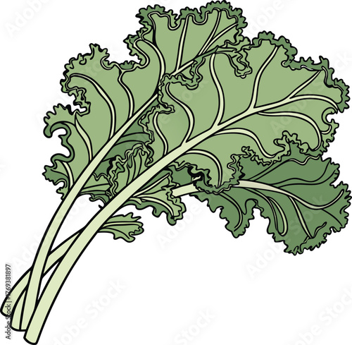 kale vector art