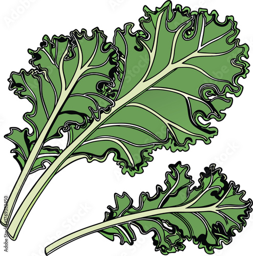 kale vector art