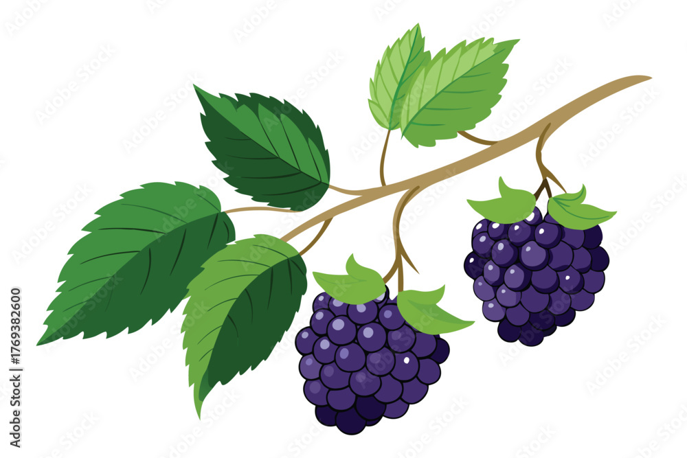 Fototapeta premium black berry hanging from branches vector in white background