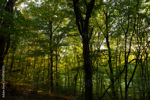 Lush forest view at sunset. Carbon neutrality concept photo