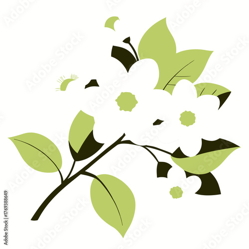  white dogwood flower on white background