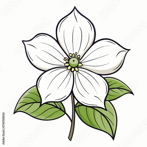  white dogwood flower line art on white background