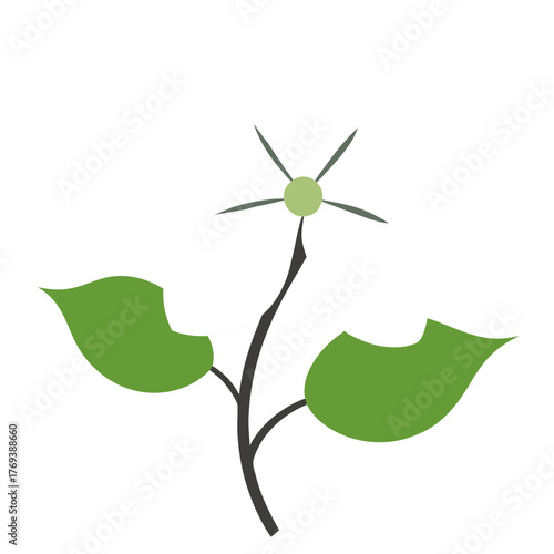  white dogwood flower silhouette on white background