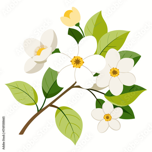  white dogwood flower on white background