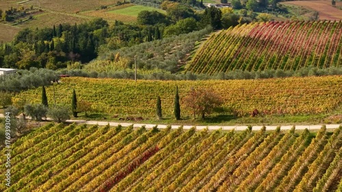  Idyllic tuscan countryside. colorful autumn vineyards fields with olive and  cypresses trees. Tuscany scenic landscape , Italy, Chianti region, aerial 4k hd drone video